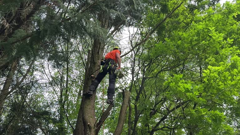Best Tree Removal  in Sandia Heights, NM